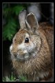 Picture Title - Big Bunny.