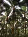 Picture Title - Palm 10