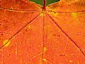 Picture Title - Autumn Details