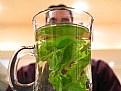 Picture Title - Care for a cup of fresh peppermint?