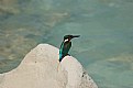 Picture Title - kingfisher