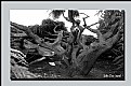 Picture Title - Old Tree