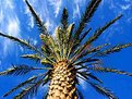Picture Title - Palm to the sky
