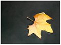 Picture Title - Leaf