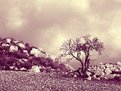 Picture Title - tree and stones