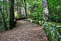 Picture Title - Wooded Path