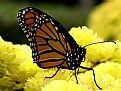 Picture Title - Beautiful Flutterby