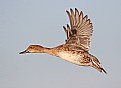 Picture Title - Northern Pintail (F)