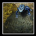 Picture Title - Blue Frog on Edge of Rock