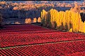 Picture Title - Blueberry Fields