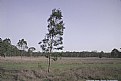 Picture Title - Southerly continued