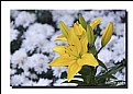 Picture Title - A touch Of  Yellow 