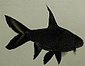 Picture Title - Black Fish