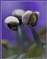 Picture Title - Aconitum