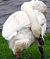 Picture Title - Swan Knot