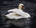 Picture Title - The Swan