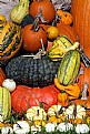 Picture Title - Gourds