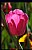Sole Pink Tulip