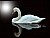 Swan...