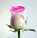 Picture Title - Rose2