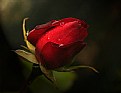 Picture Title - A Rose for you...