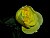 yellow rose