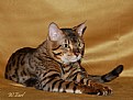 Picture Title - Another Bengal