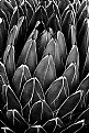 Picture Title - Agave 