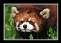 Picture Title - Red Panda_3