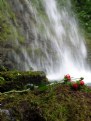 Picture Title - Waterfall Flowers