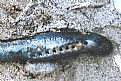 Picture Title - Lamprey Eel Close