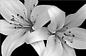 Picture Title - White Lilies - Shadow and Light