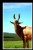 Antilope