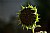 dead sun flower