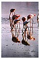 Picture Title - Flamingo