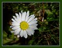 Picture Title - Daisy