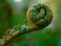 Picture Title - Curled Fern