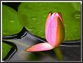 Picture Title - Waterlily Bud