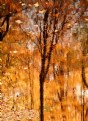 Picture Title - Autumn Abstract