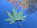 Picture Title - Leaf and Reflection...