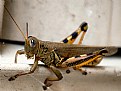 Picture Title - Grasshopper