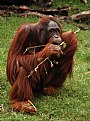 Picture Title - Busy Orangutang
