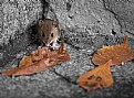 Picture Title - Autumn Mouse