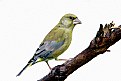 Picture Title - Greenfinch