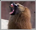 Picture Title - Baboon