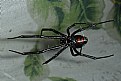 Picture Title - black widow