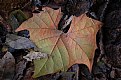 Picture Title - Fall Leaves