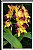 Cattleya orchid