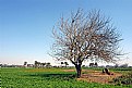 Picture Title - Egyptian Countryside