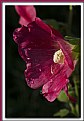 Picture Title - Red Hollyhock